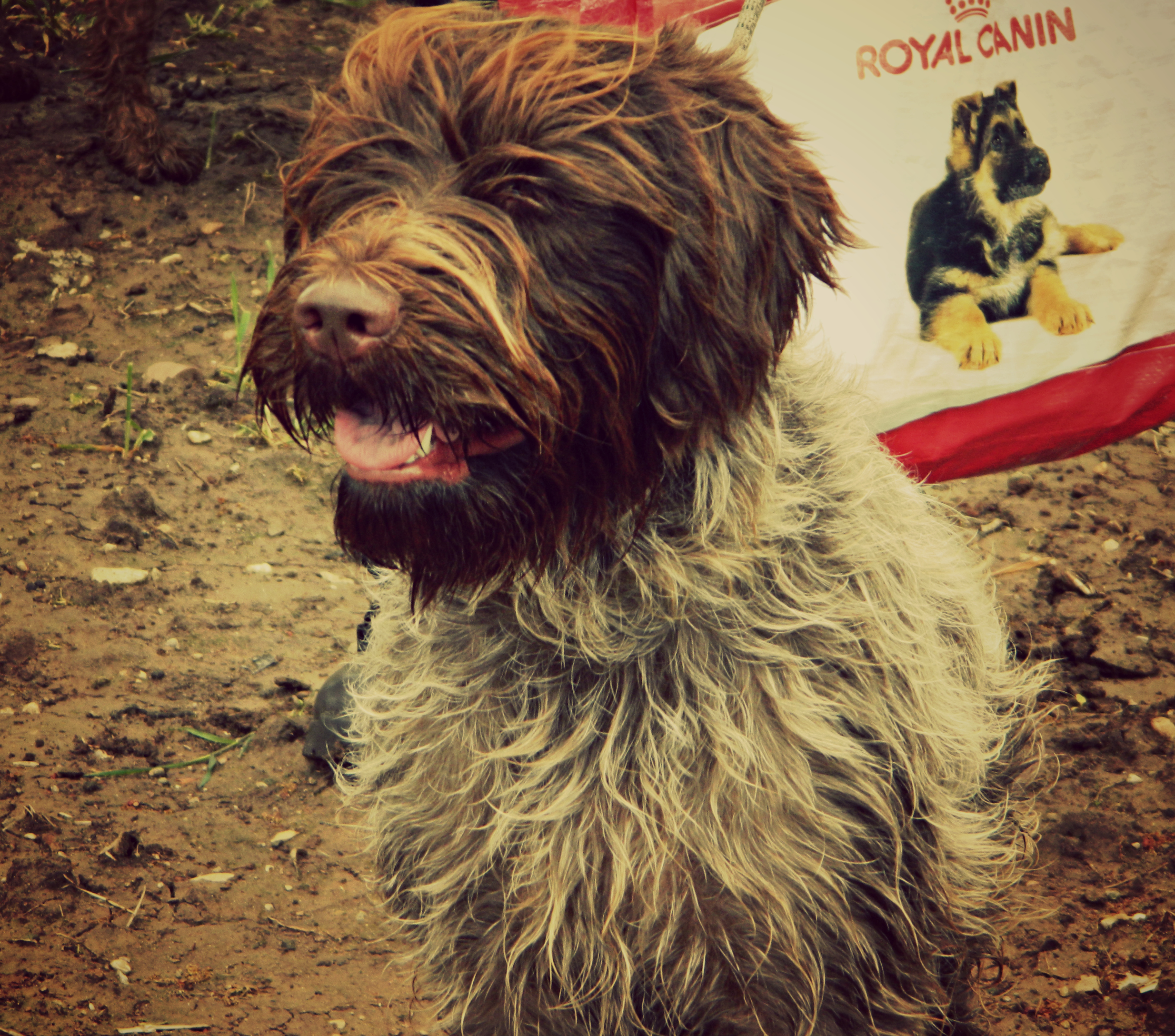 Mini wirehaired pointing outlet griffon